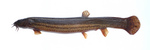 Misgurnus fossilis (European weatherfish, European weather loach)