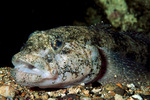 giant goby (Gobius cobitis)