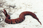 Florida cottonmouth, green-tailed moccasin (Agkistrodon piscivorus conanti)