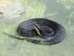 western cottonmouth (Agkistrodon piscivorus leucostoma)