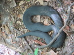 eastern cottonmouth (Agkistrodon piscivorus piscivorus)