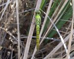 Erythemis collocata, western pondhawk