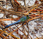 Erythemis simplicicollis, eastern pondhawk