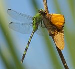 Erythemis vesiculosa, great pondhawk