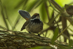 Arafura fantail (Rhipidura dryas)