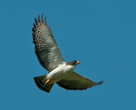 short-tailed hawk (Buteo brachyurus)