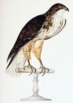 white-throated hawk, Buteo albigula