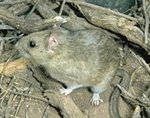 white-throated woodrat (Neotoma albigula)