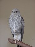 grey-lined hawk (Buteo nitidus)