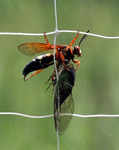 Sphecius speciosus (eastern cicada killer, the cicada hawk)