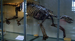 Thalassocnus (marine sloth, fossil)
