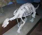 Pronothrotherium typicum (ground sloth, fossil)