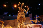 Thinobadistes segnis (giant ground sloth, skeleton)