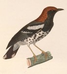 chestnut-capped thrush (Geokichla interpres)