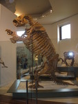 Lestodon armatus (giant ground sloth)