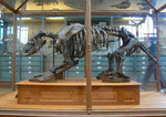 Scelidotherium leptocephalum (ground sloth)