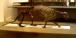 Hapalops ruetimeyeri (ground sloth, fossil)