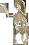 Megalonyx jeffersonii (Jefferson's ground sloth, fossil)