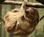 Linnaeus's two-toed sloth, southern two-toed sloth (Choloepus didactylus)