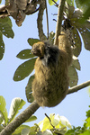 maned sloth, ai, maned three-toed sloth (Bradypus torquatus)