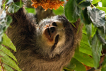 pale-throated sloth, pale-throated three-toed sloth (Bradypus tridactylus)