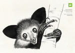 giant aye-aye (Daubentonia robusta), extinct