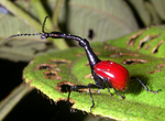 giraffe weevil (Trachelophorus giraffa)