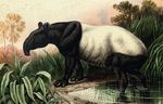 Malayan tapir, Asian tapir (Tapirus indicus)