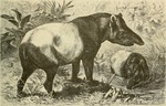 Malayan tapir, Asian tapir (Tapirus indicus)