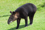 mountain tapir, woolly tapir (Tapirus pinchaque)