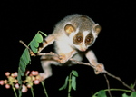 gray slender loris (Loris lydekkerianus)