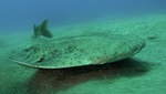 Squatina squatina (angelshark, monkfish)