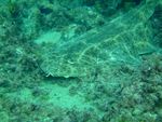 Squatina squatina (angelshark, monkfish)