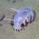 Scotoplanes globosa (sea pig)