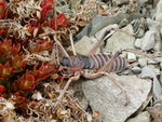 Deinacrida connectens, Scree weta