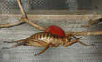 Deinacrida fallai, Poor Knights giant weta