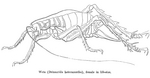 Deinacrida heteracantha, Little Barrier Island giant weta