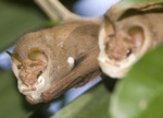 wrinkle-faced bat (Centurio senex)