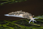 Phidiana hiltoni (sea slug)