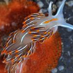 Hermissenda crassicornis (sea slug)