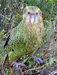 kakapo, owl parrot (Strigops habroptilus)