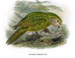 kakapo, owl parrot (Strigops habroptilus)