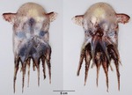 Grimpoteuthis innominata (dumbo octopus, small jellyhead)