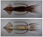 Nototodarus sloanii (New Zealand arrow squid, Wellington flying squid)
