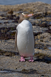 yellow-eyed penguin, hoiho (Megadyptes antipodes)