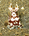 mimic octopus (Thaumoctopus mimicus)