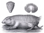 greater fairy armadillo (Calyptophractus retusus)