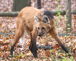 maned wolf (Chrysocyon brachyurus)