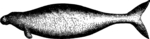 Steller's sea cow (Hydrodamalis gigas), extinct