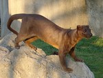 Fossa (Cryptoprocta ferox)